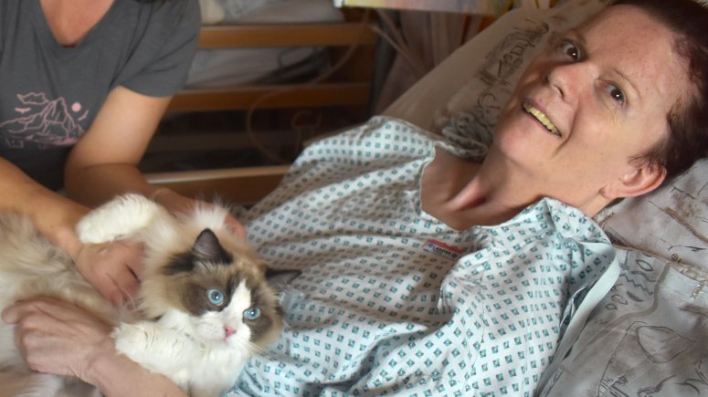 Felinoterapie s modrookou kočkou Elis v krnovské nemocnici. 