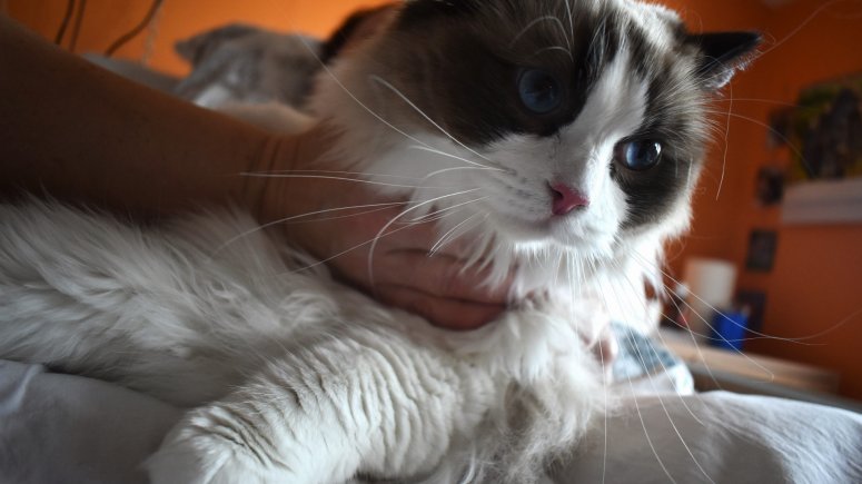 Felinoterapie s modrookou kočkou Elis v krnovské nemocnici. 