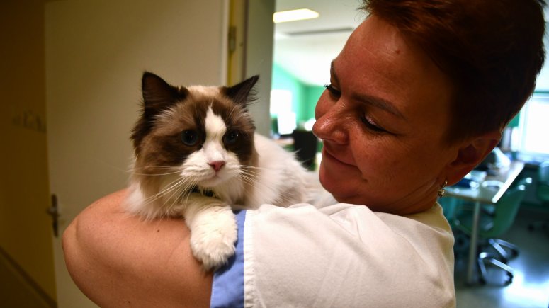 Felinoterapie s modrookou kočkou Elis v krnovské nemocnici. 