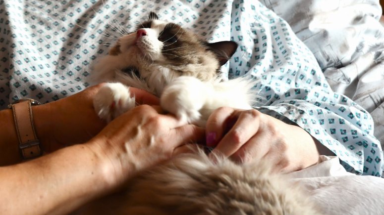 Felinoterapie s kočkou Elis v krnovské nemocnici. 