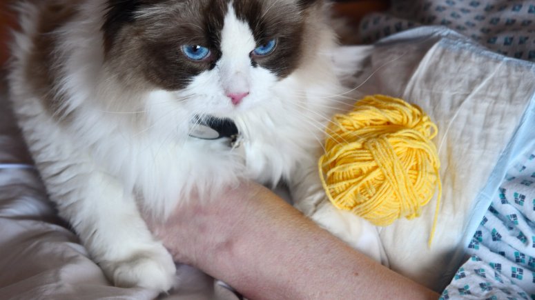 Felinoterapie s kočkou Elis v krnovské nemocnici. 