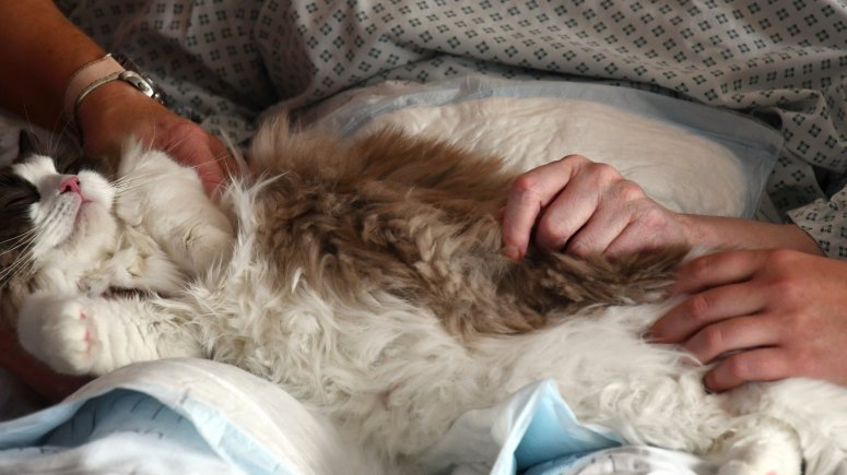 Felinoterapie s kočkou Elis v krnovské nemocnici. 