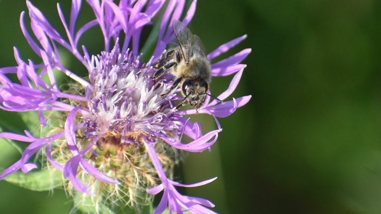 vosy, včely a žihadla