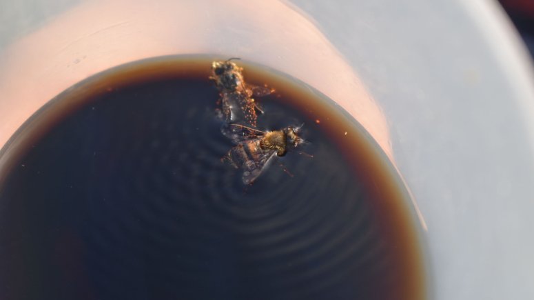 vosy, včely a žihadla