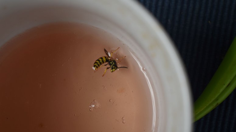 vosy, včely a žihadla