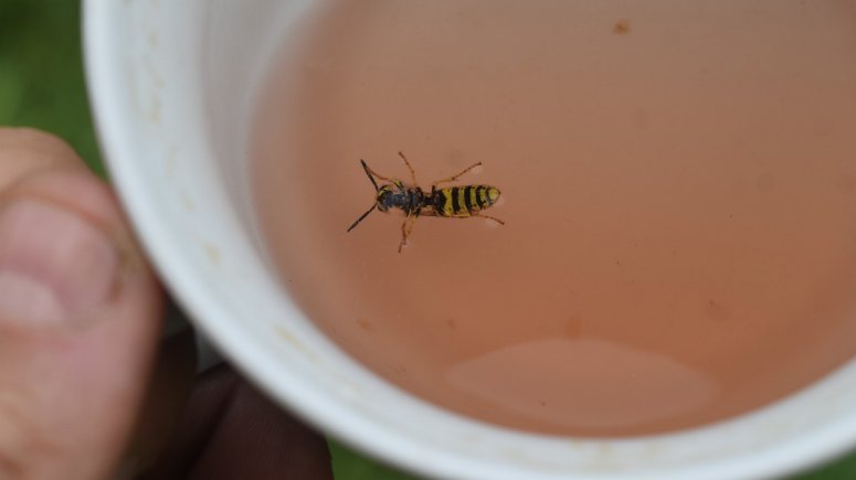 vosy, včely a žihadla