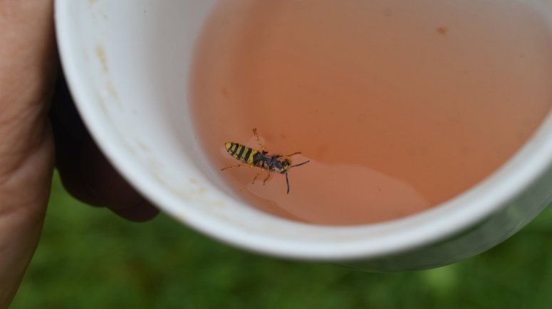 vosy, včely a žihadla