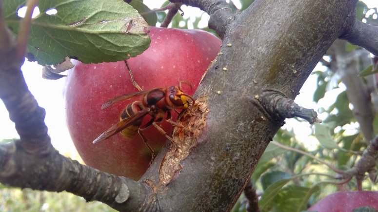 Sršeň na jabloni. 