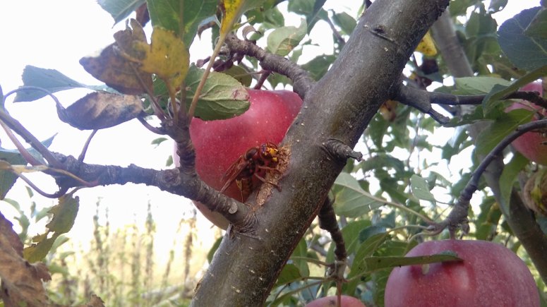 Sršeň na jabloni. 