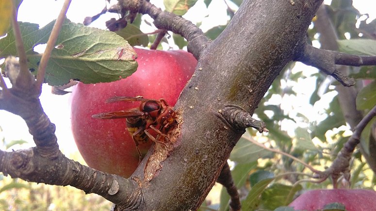 Sršeň na jabloni